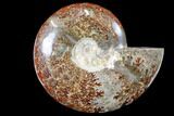 Polished, Agatized Ammonite (Cleoniceras) - Madagascar #133257-1